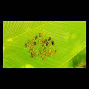 Click for Larger Image