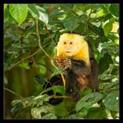 Click for Larger Image