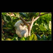 Click for Larger Image