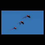 Click for Larger Image