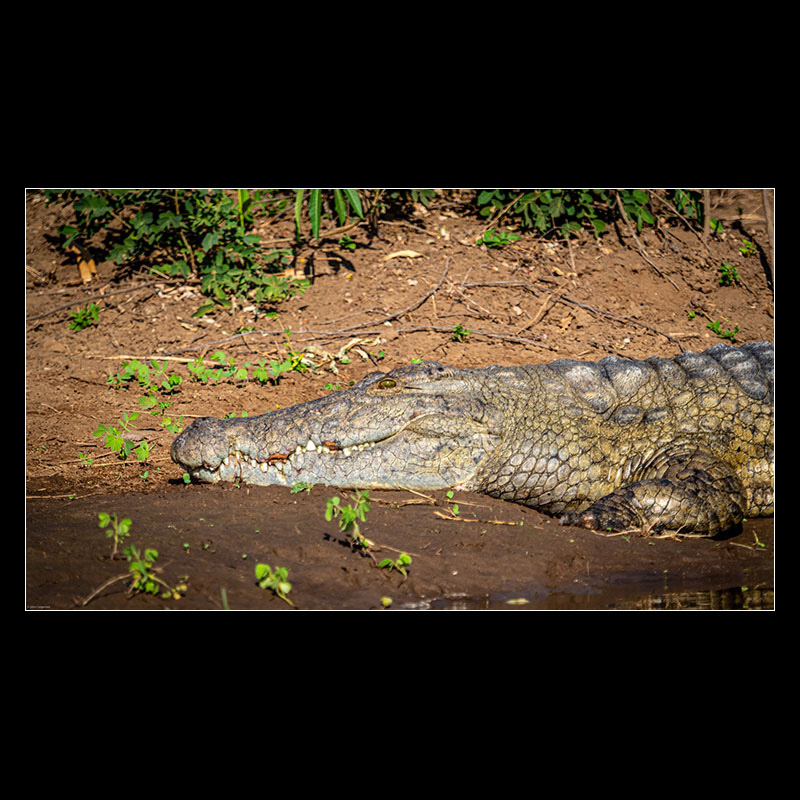 Chongwe River