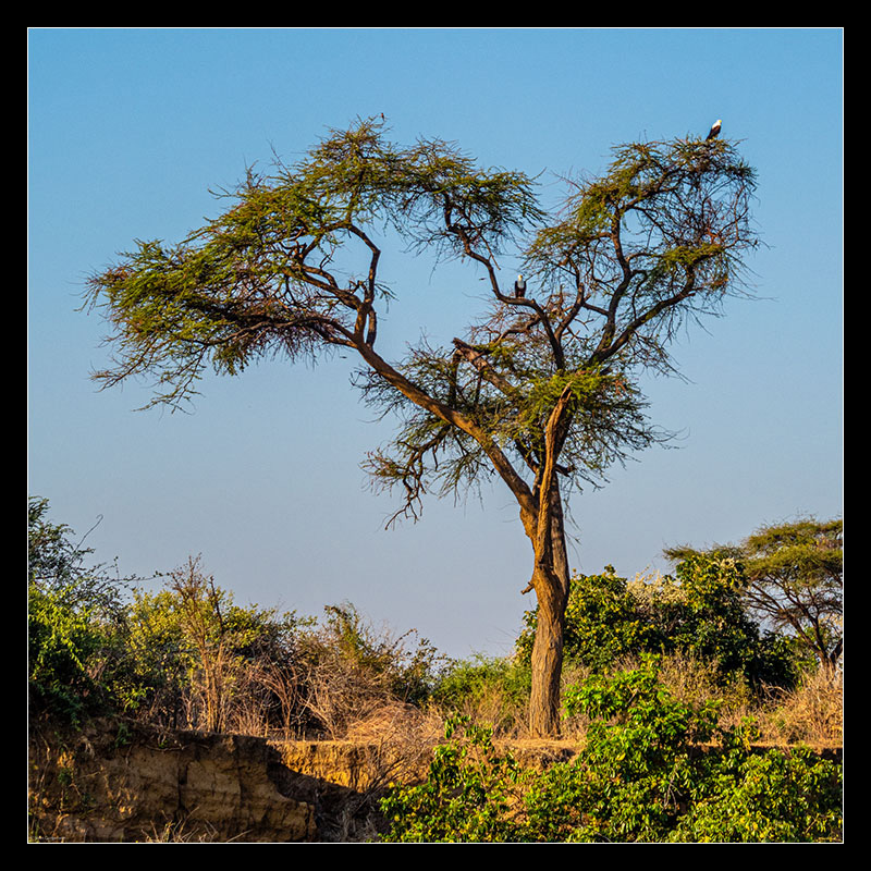 Chongwe River