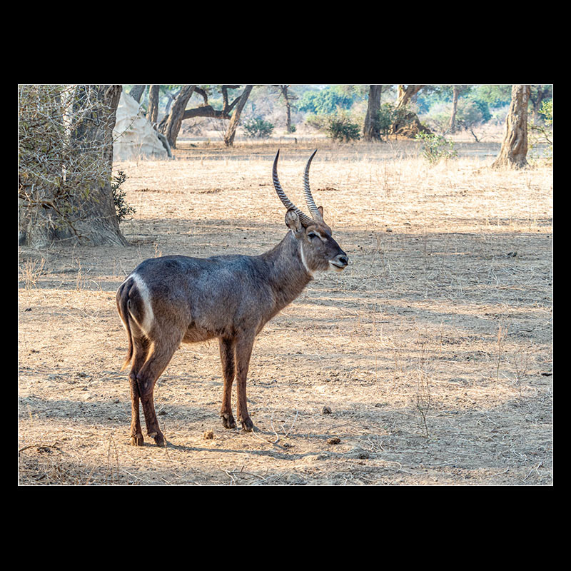 Chongwe River